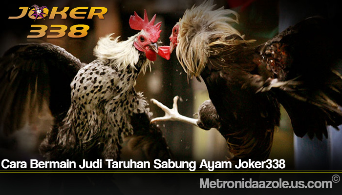 Cara Bermain Judi Taruhan Sabung Ayam Joker338